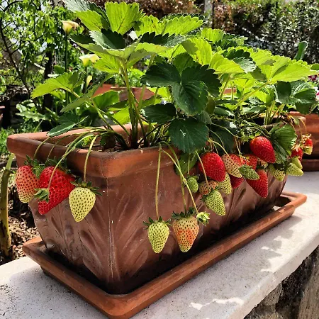 Lauricella Bed & Breakfast Lipari (Isola Lipari)